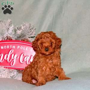 Jingle, Cavapoo Puppy