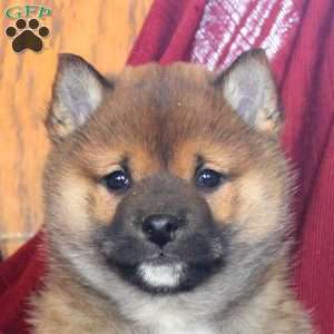 Jingle, Shiba Inu Puppy