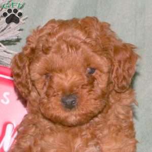 Jingle, Cavapoo Puppy