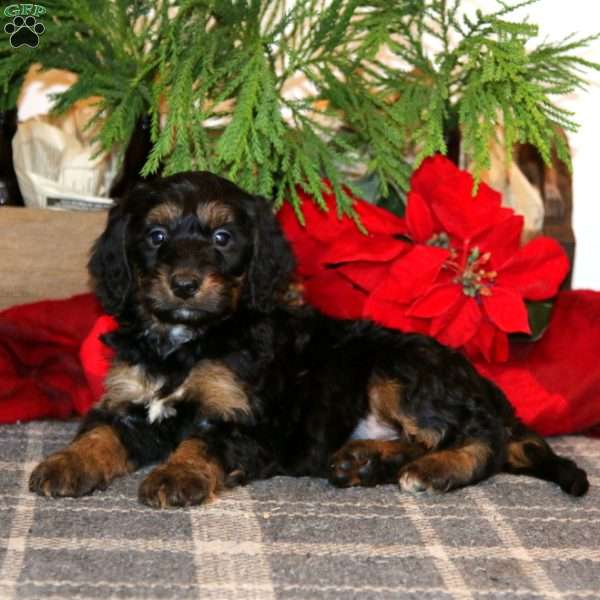 Jingle, Bernedoodle Puppy