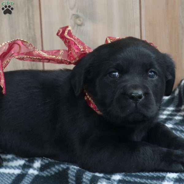 Jingle Belle, Yellow Labrador Retriever Puppy