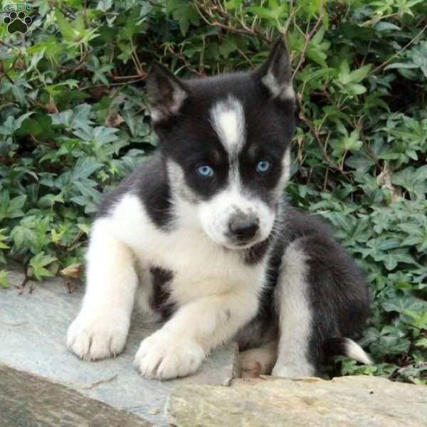 Jinglebells, Siberian Husky Puppy