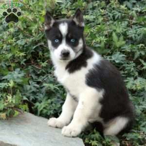 Jinglebells, Siberian Husky Puppy