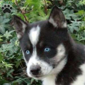 Jinglebells, Siberian Husky Puppy