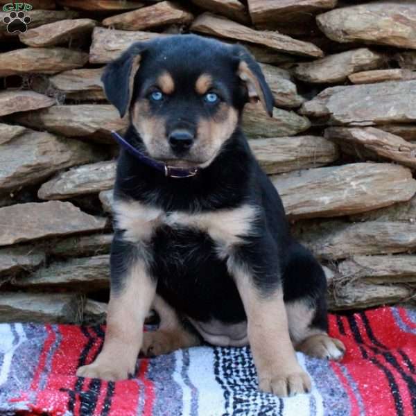 Jingles, German Shepherd Mix Puppy