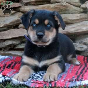 Jingles, German Shepherd Mix Puppy