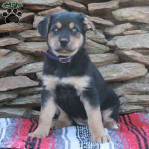 Jingles, German Shepherd Mix Puppy