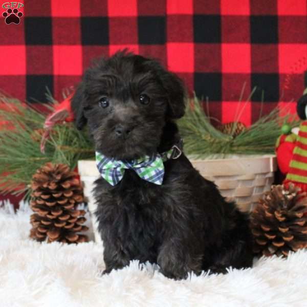 Jingles, Schnoodle Puppy