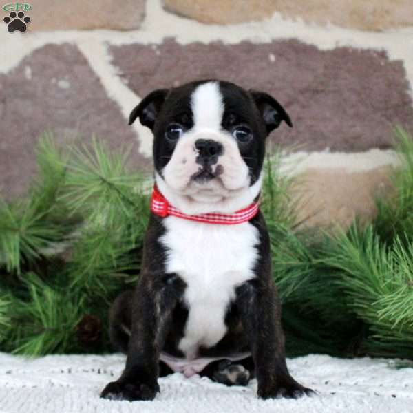 Jingles, Boston Terrier Puppy