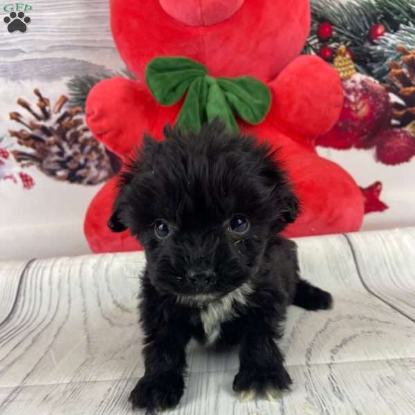 Lilly, Mini Aussiedoodle Puppy