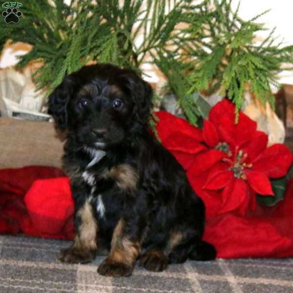 Jodi, Bernedoodle Puppy