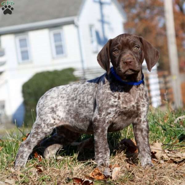 Jodi, German Shorthaired Pointer Puppy