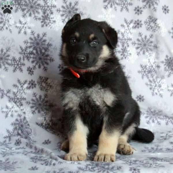 Joe, German Shepherd Puppy