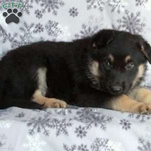 Joe, German Shepherd Puppy