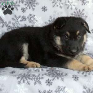 Joe, German Shepherd Puppy