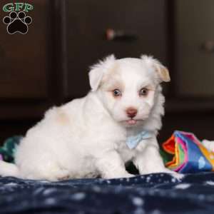 Joey, Havanese Puppy