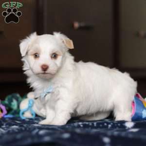 Joey, Havanese Puppy