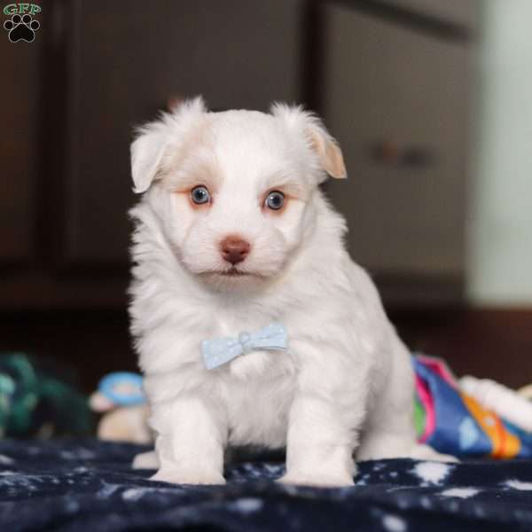 Joey, Havanese Puppy