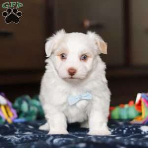 Joey, Havanese Puppy