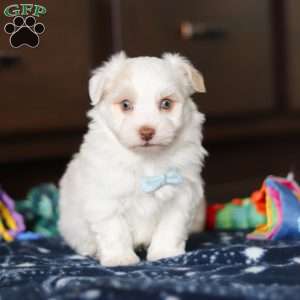 Joey, Havanese Puppy