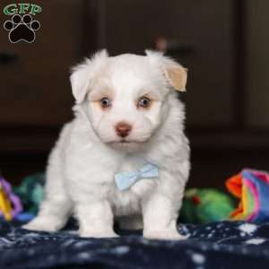 Joey, Havanese Puppy