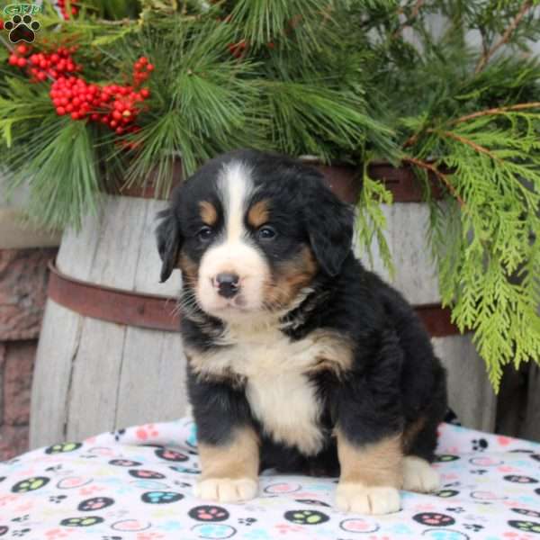 John, Bernese Mountain Dog Puppy