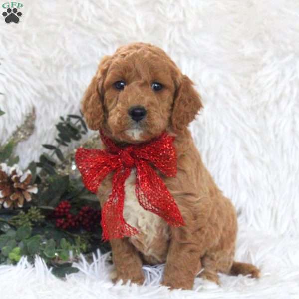 John, Mini Goldendoodle Puppy