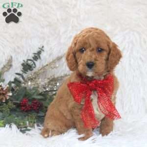 John, Mini Goldendoodle Puppy