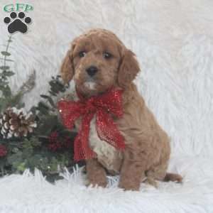 John, Mini Goldendoodle Puppy