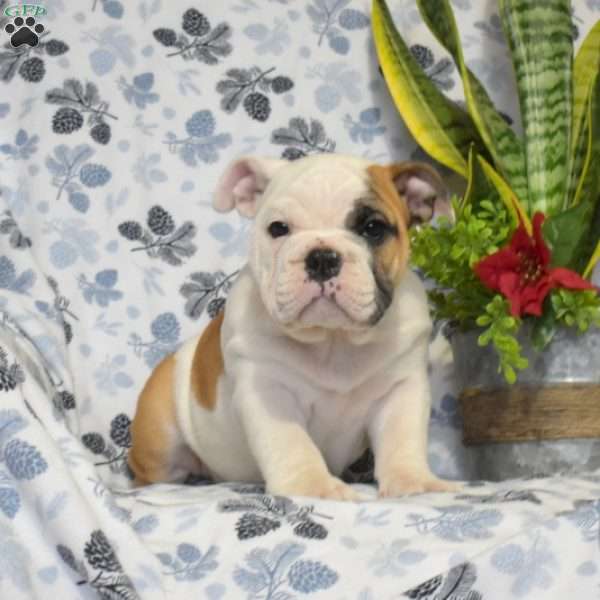 Jolly, Olde English Bulldogge Puppy