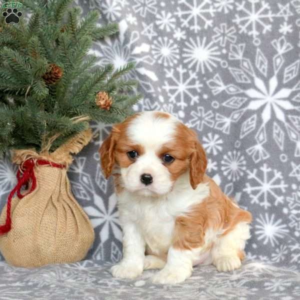 Jolly, Cavalier King Charles Spaniel Puppy