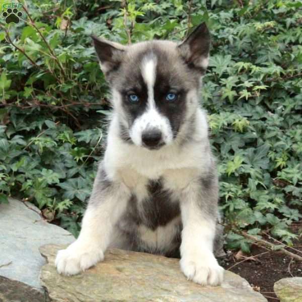 Jolly, Siberian Husky Puppy