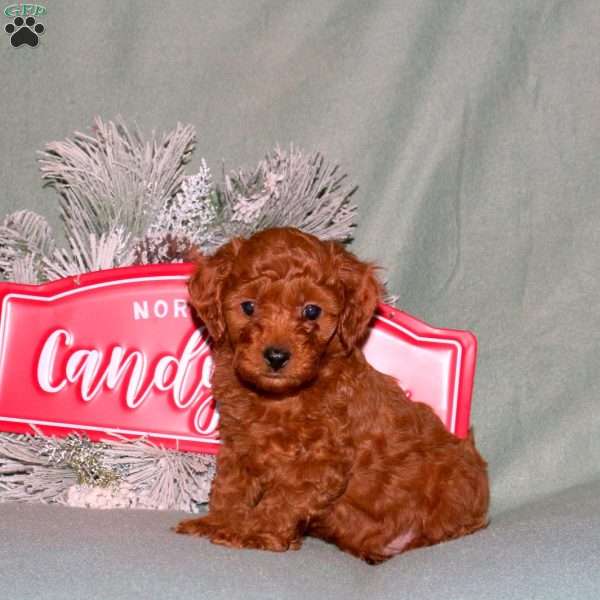 Jolly, Cavapoo Puppy