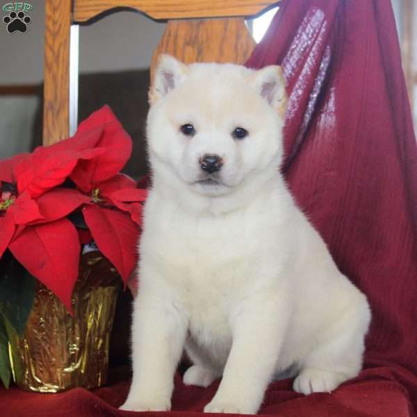 Jolly, Shiba Inu Puppy