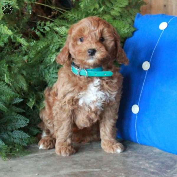 Jolly, Mini Goldendoodle Puppy