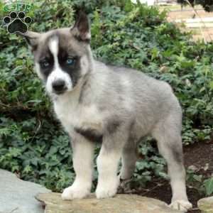 Jolly, Siberian Husky Puppy