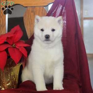 Jolly, Shiba Inu Puppy