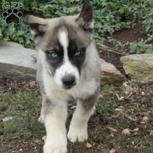 Jolly, Siberian Husky Puppy