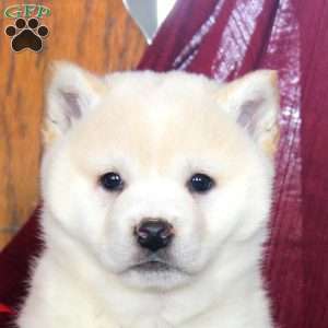 Jolly, Shiba Inu Puppy