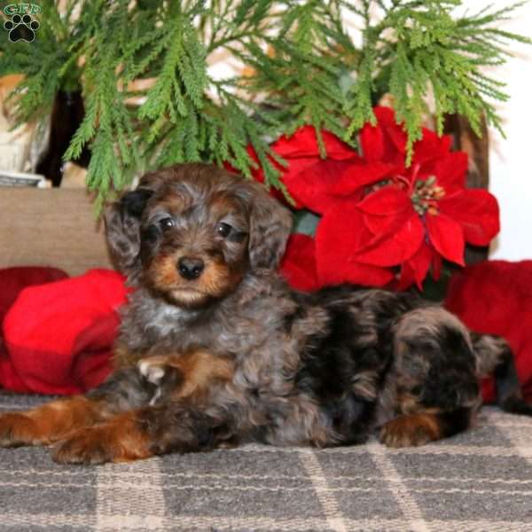 Josh, Bernedoodle Puppy