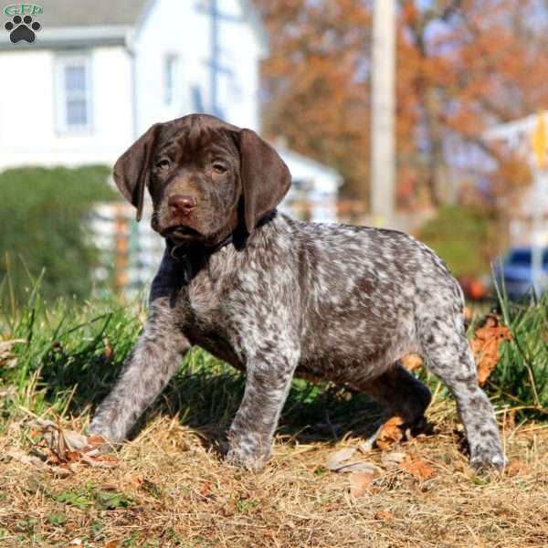 Josh, German Shorthaired Pointer Puppy