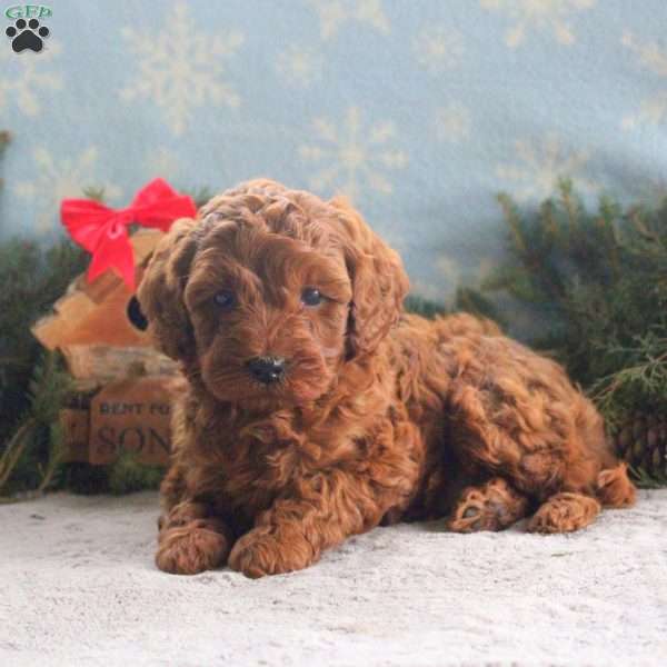 Joshua, Cavapoo Puppy