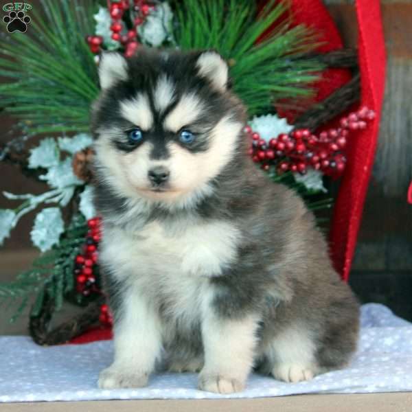 Josie, Pomsky Puppy