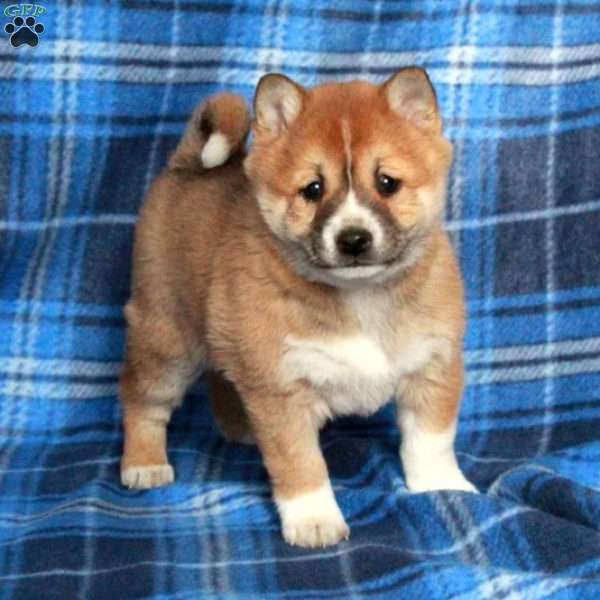 Josie, Shiba Inu Puppy