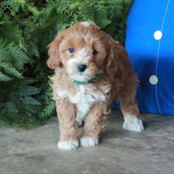 Josie, Mini Goldendoodle Puppy