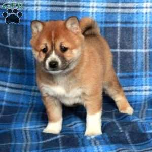 Josie, Shiba Inu Puppy