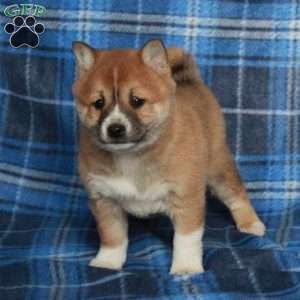 Josie, Shiba Inu Puppy