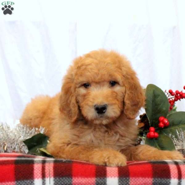 Josie, Goldendoodle Puppy