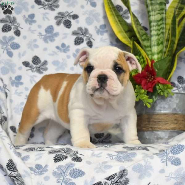 Joy, Olde English Bulldogge Puppy