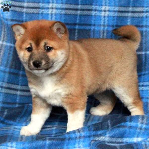 Joy, Shiba Inu Puppy